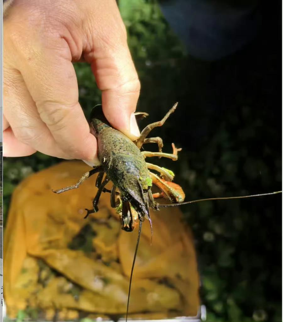 🫎🫎🫎大理洱海边深夜“摸小龙虾”火了！🔥🔥🔥🔥

有博主在半夜11