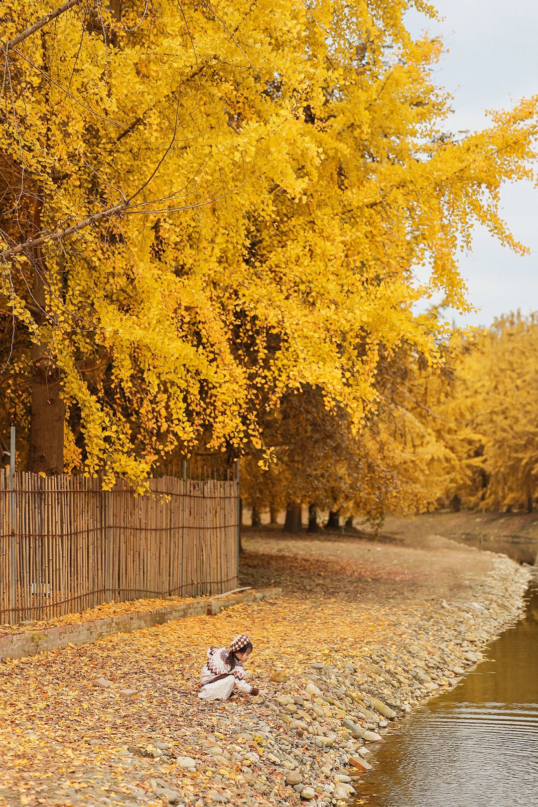 成都银杏拍照🍂这可能就是属于秋天的童话吧