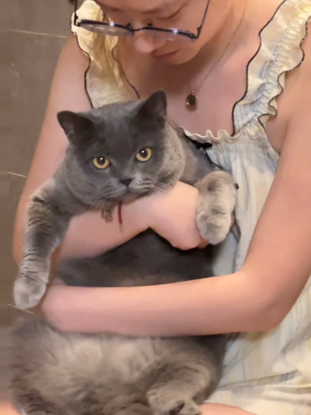 在宠物店洗澡要按照超级大胖猫收费……