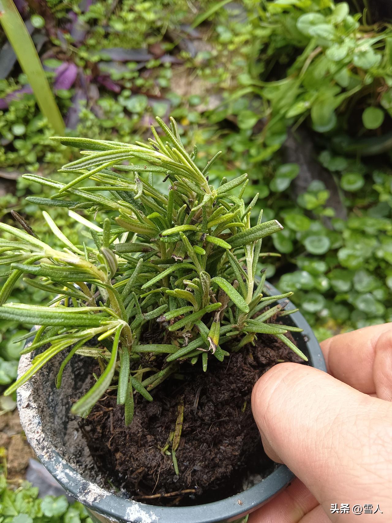 春——当真在何方？
它不在云端，不在远方
不在缥缈的诗行里躲藏
它在一双双沾满烟