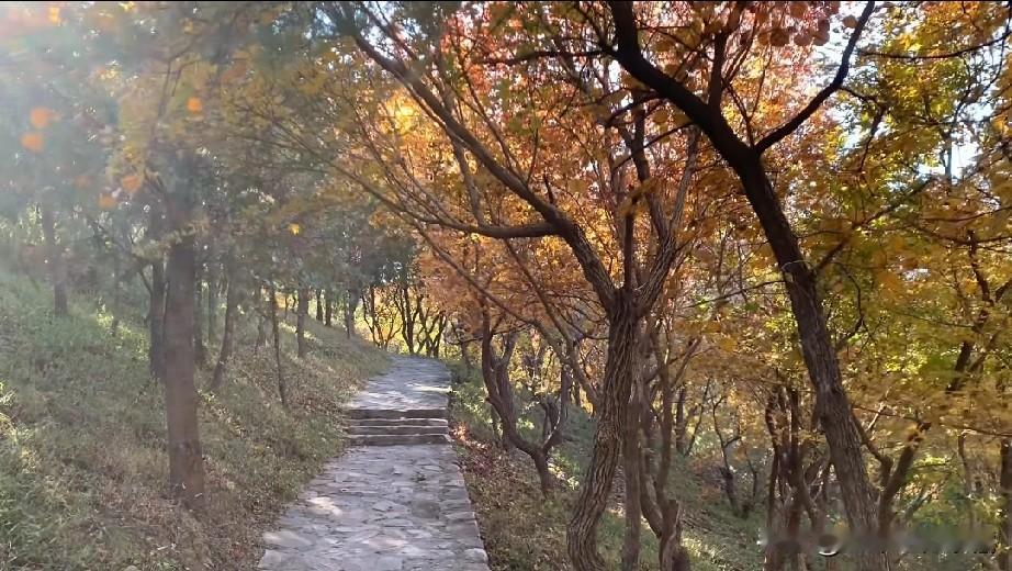 【爬山】
每次爬山，都会刻意远离喧嚣的人群，选择一条人少或者小动物出没的小道。一