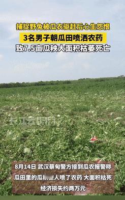心眼太坏了！湖北武汉，3男子在瓜田里抓兔子，结果遭到了瓜农的驱赶，不料，他们竟因