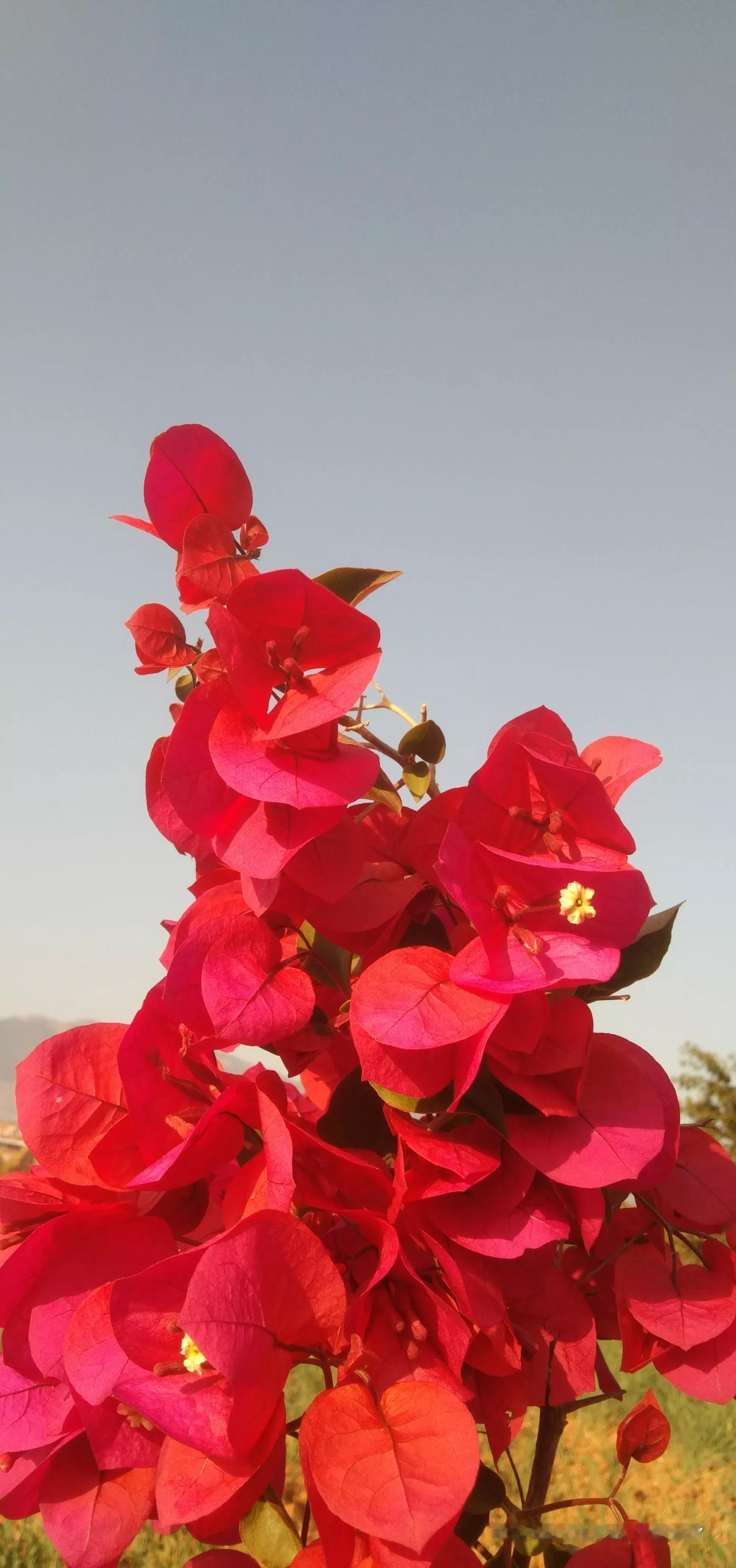 发张自己认为拍的最美的风景照片三角梅艳阳天