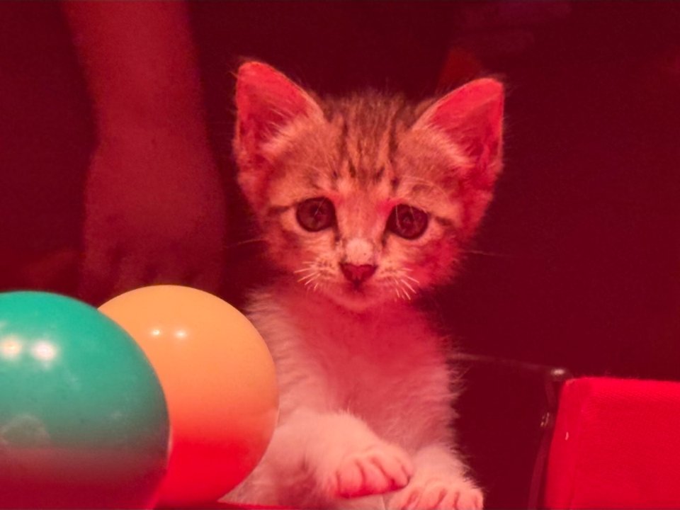 小猫咪遇到了心软的神，们剧组里面都是天使来的野狗骨头