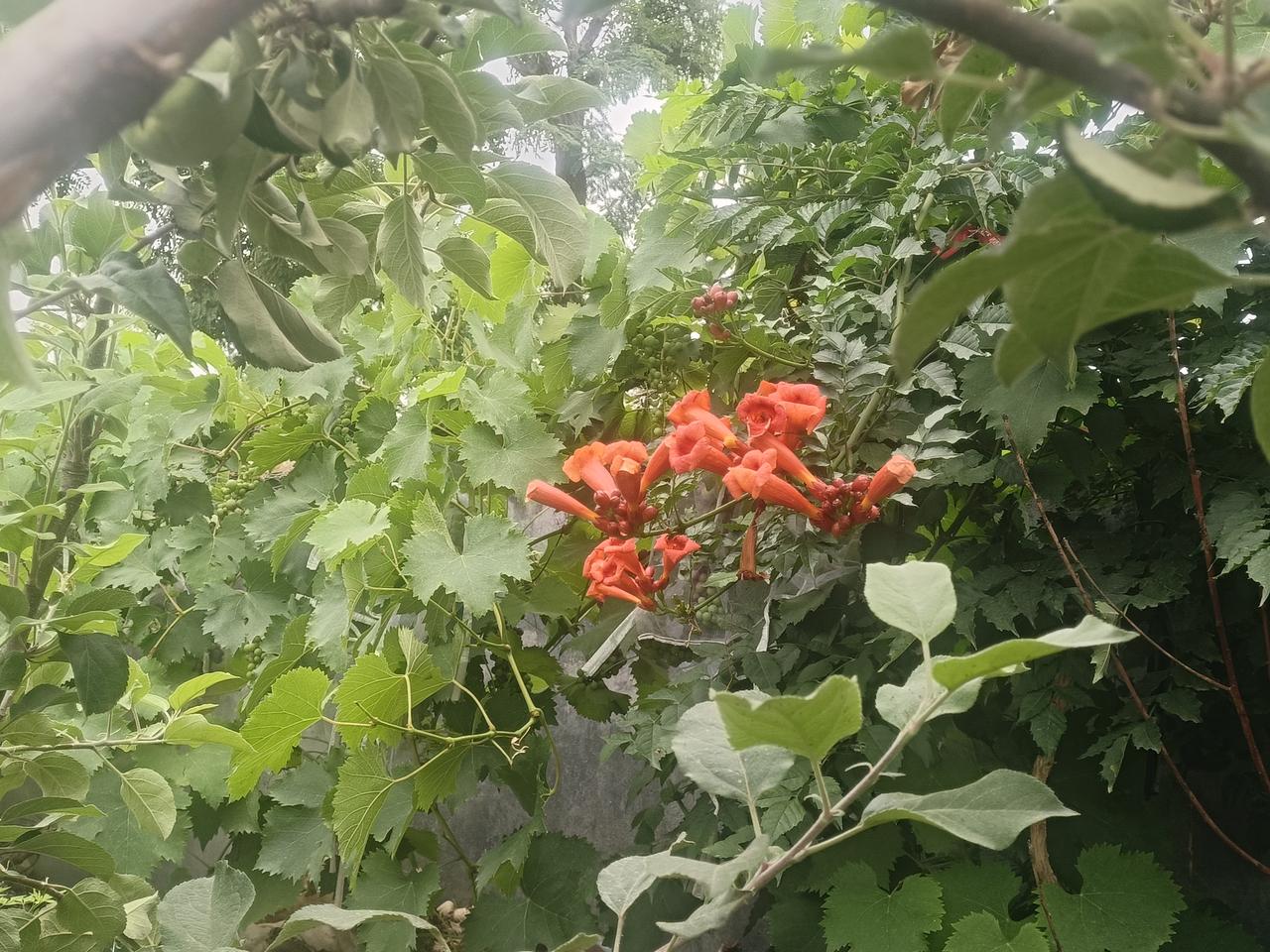 虎形，骀形，鼍形，
可以很好的结合，
无论是内门和外门，
打法都很丰富，
练的时