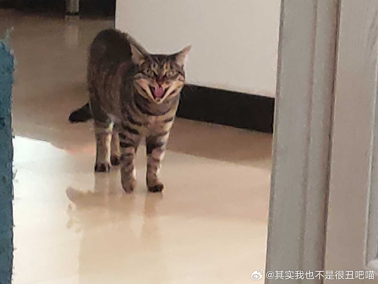 50173【丑猫】赖皮蛇降临 