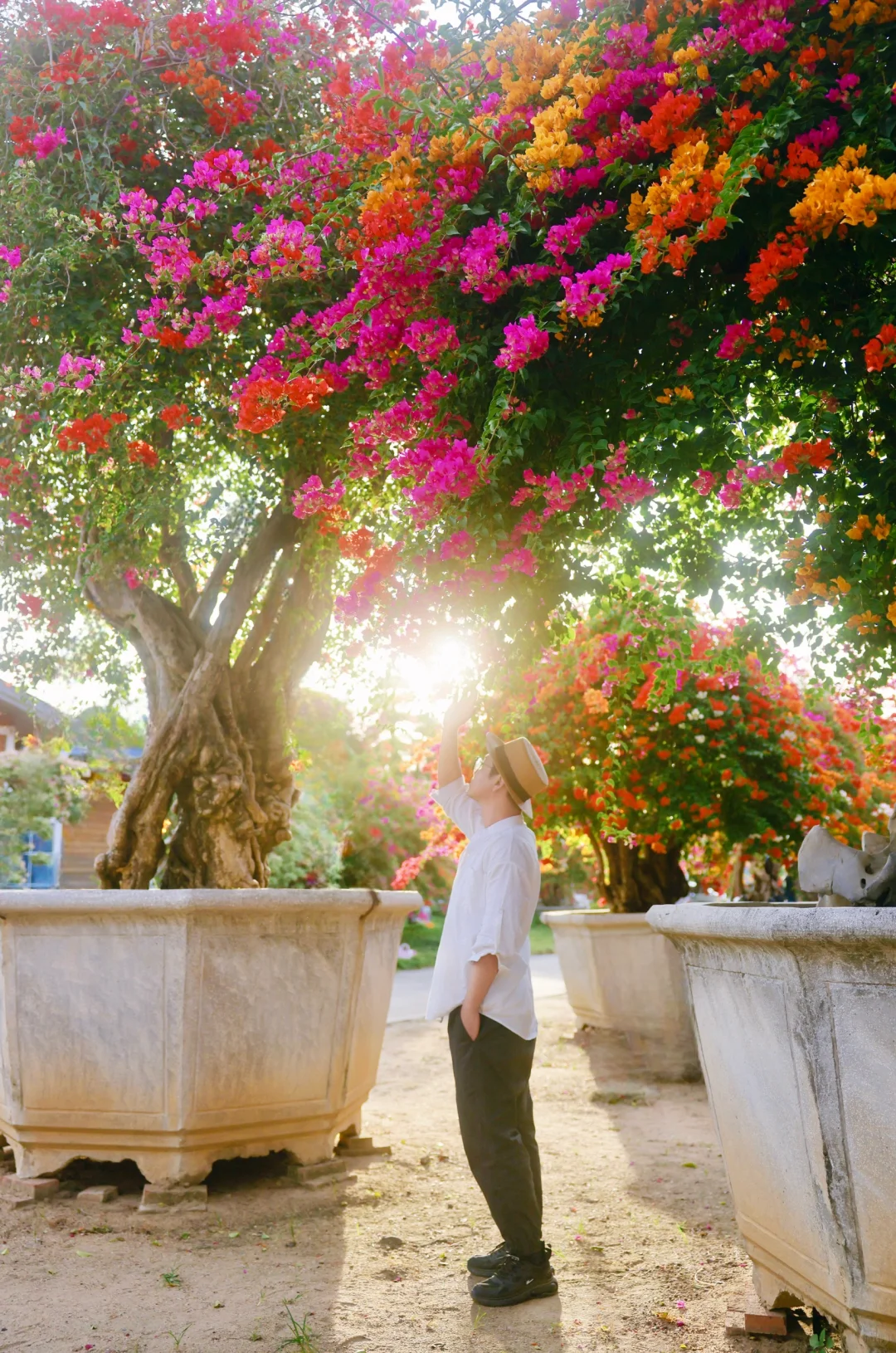 七彩三角梅花海💐又开啦｜广州🚇直达（10/24）