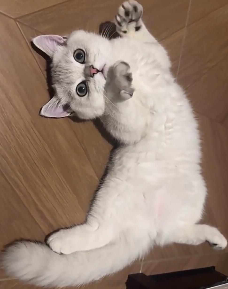 公司闹老鼠于是养了一只猫不想当牛马只想撸猫