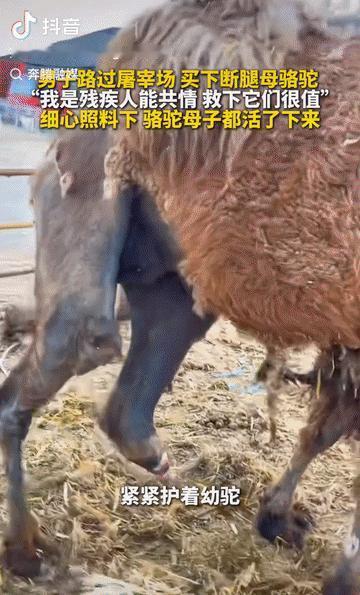 6月4日大参考报道，内蒙古鄂尔多斯，一头断了腿的母骆驼即将被宰杀，尽管站立艰难，