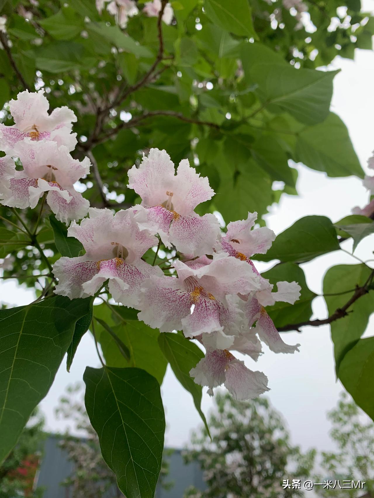 这是啥花