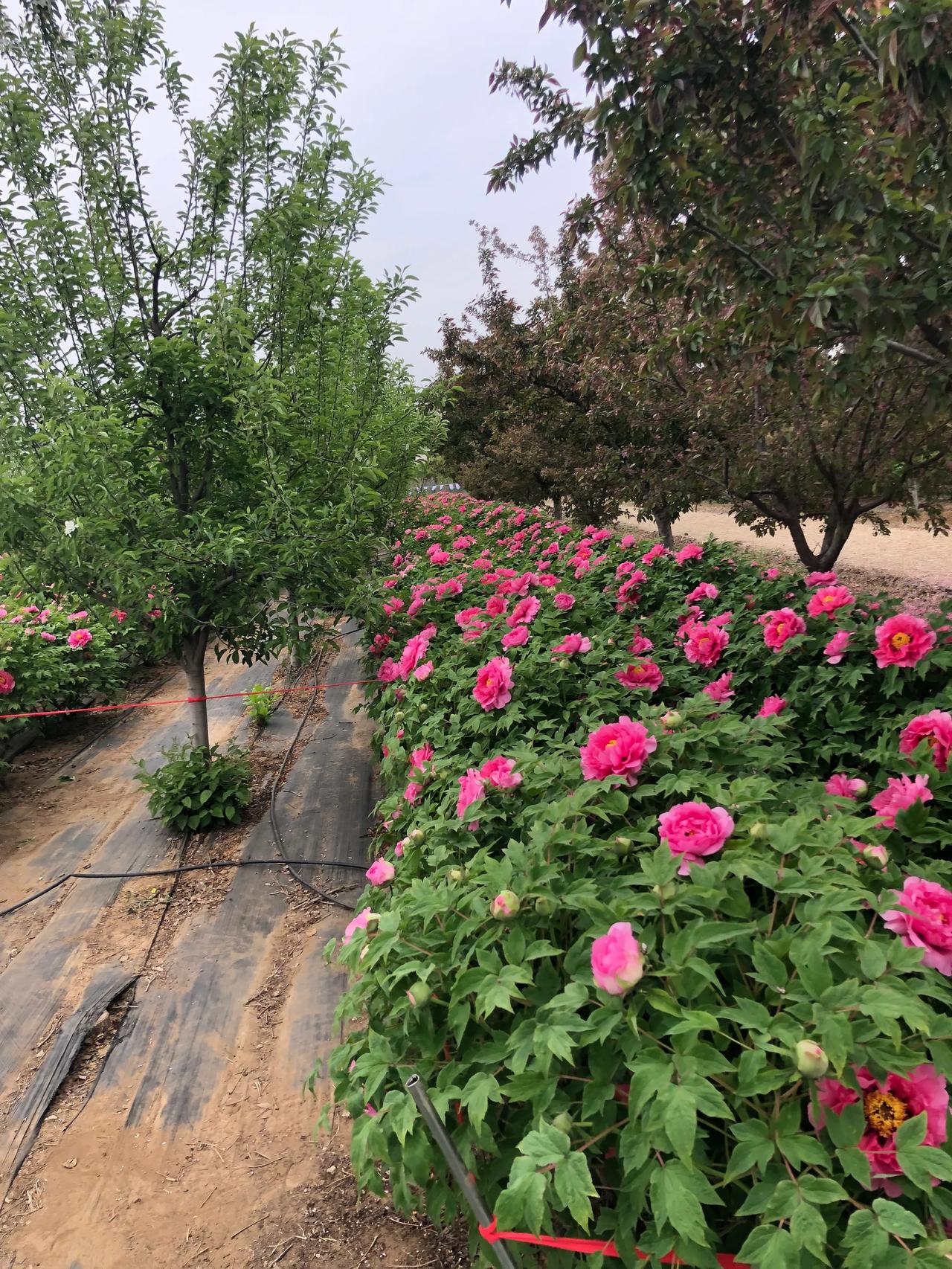 春雨贵如油
雨在哗哗下
敲打北窗台
干干的地皮
今天湿润了
地里的种子
孕育着生