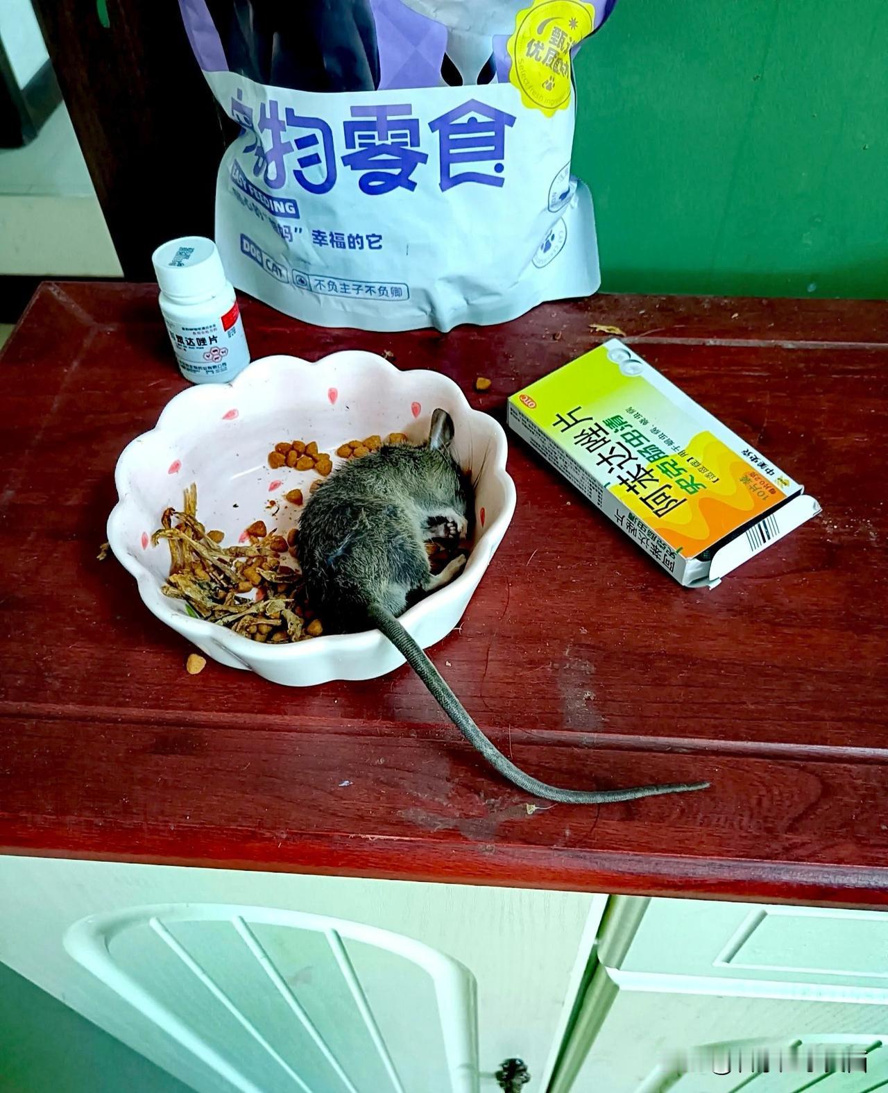 【真的是猫自己把田鼠放碗里的？如果是，那别动，它打算等等要吃的[暗中观察R]】请