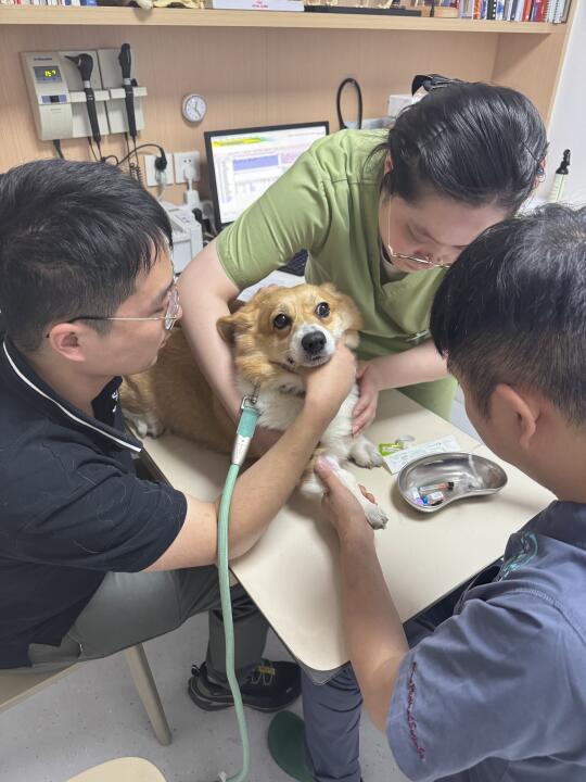 存了500大洋被狗子发现了，去医院查出缺钙