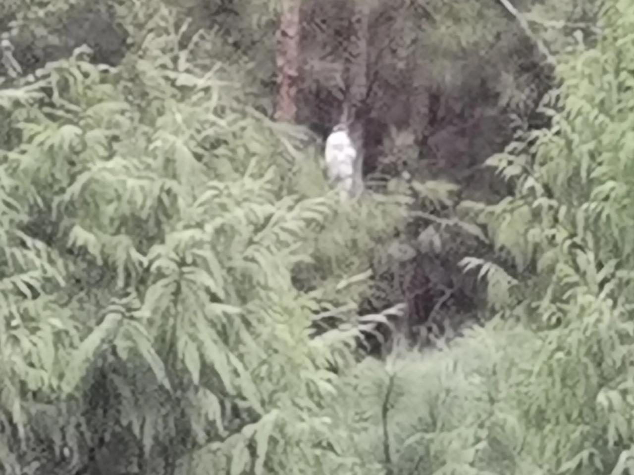 怎么办？！今天已经是第二只了。山里养鸡真的不是一个好项目。养鸡五六年了，还是没有