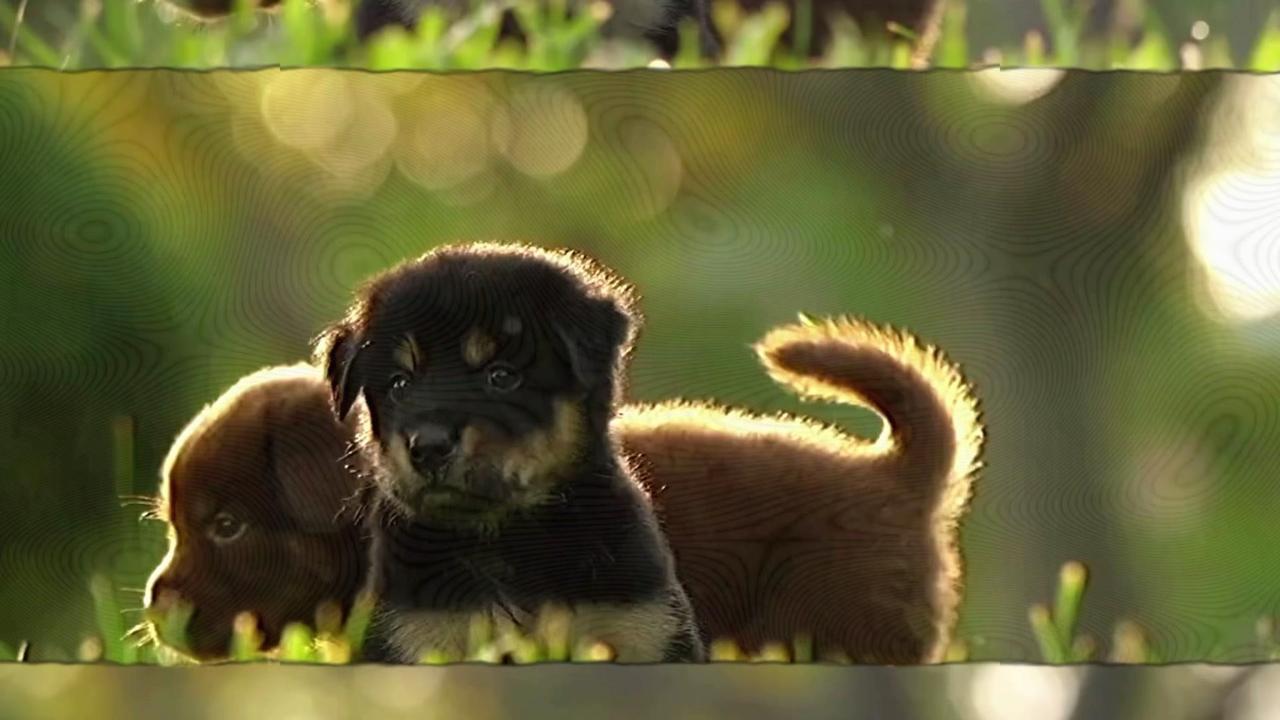 🐱养宠人注意啦！每天和毛孩子贴贴撸毛的快乐背后，可能藏着肺部健康隐患。最近不少
