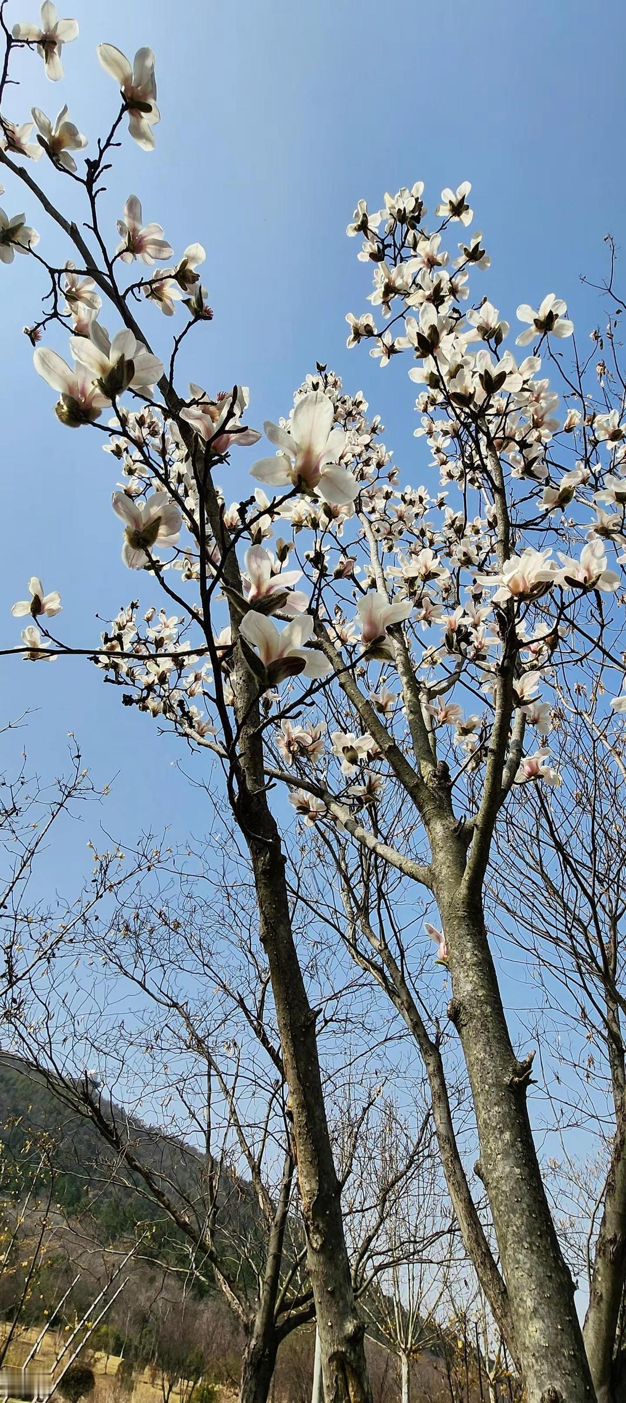 树杈上开了花 你叫什么花