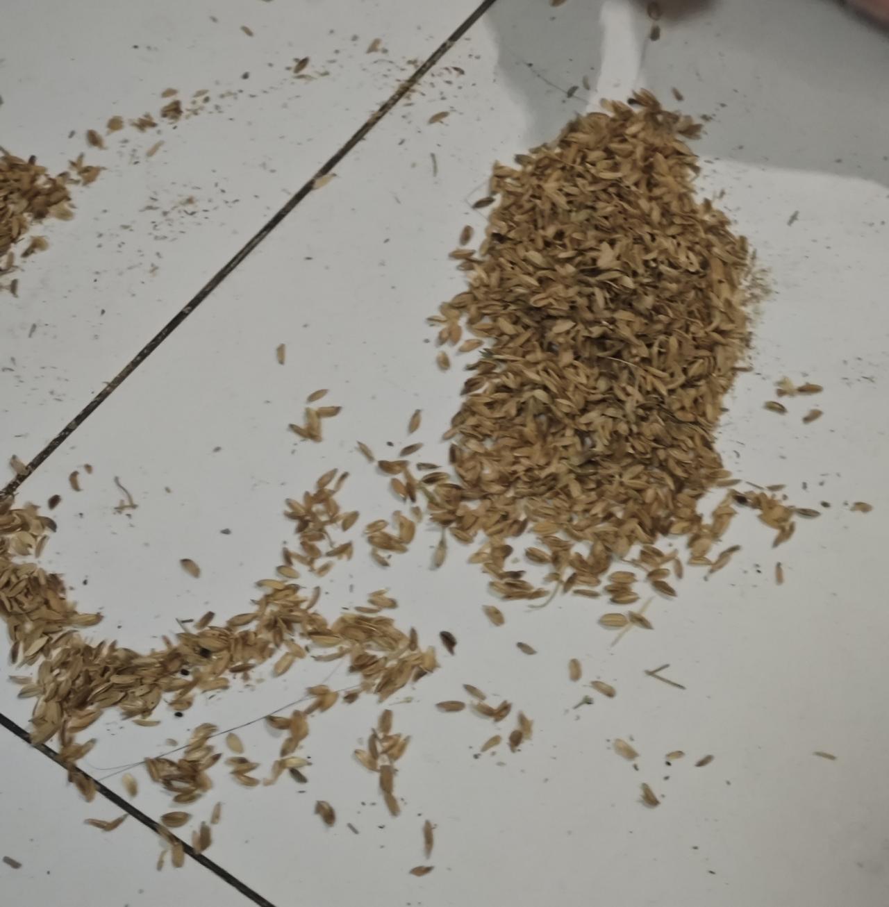 网上买的鸡蛋鸭蛋，商家用泡沫箱加米糠填充防护，运输基本不会碎，保护做得很到位。