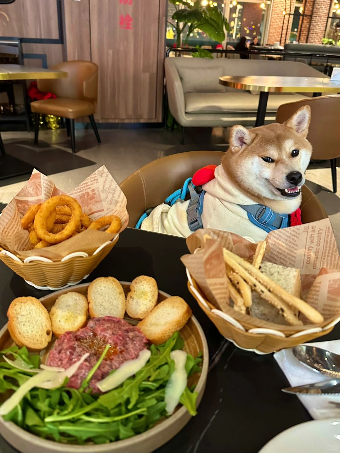 上海宠物友好餐厅打卡🍴（9/100）
