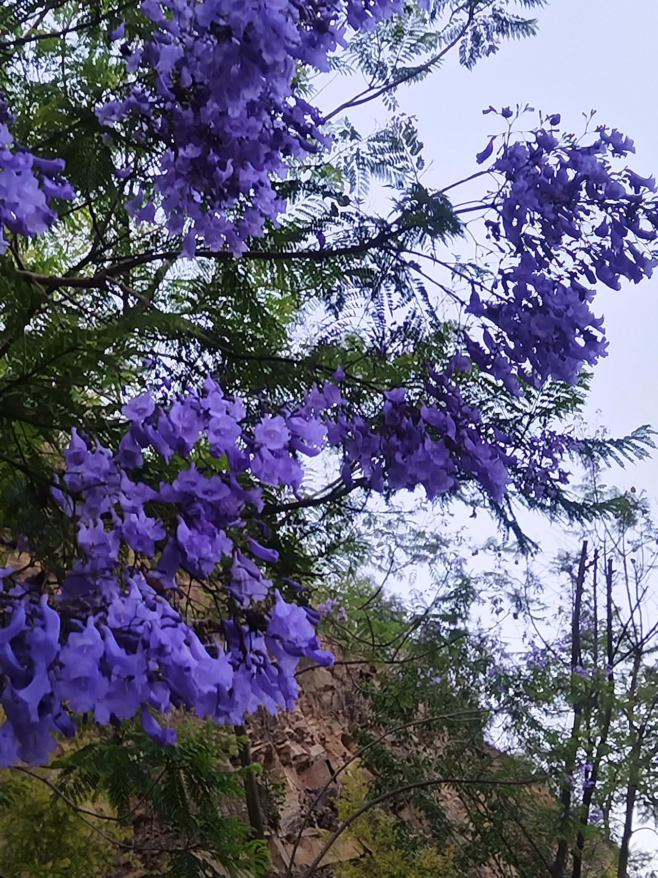 美丽的蓝花楹