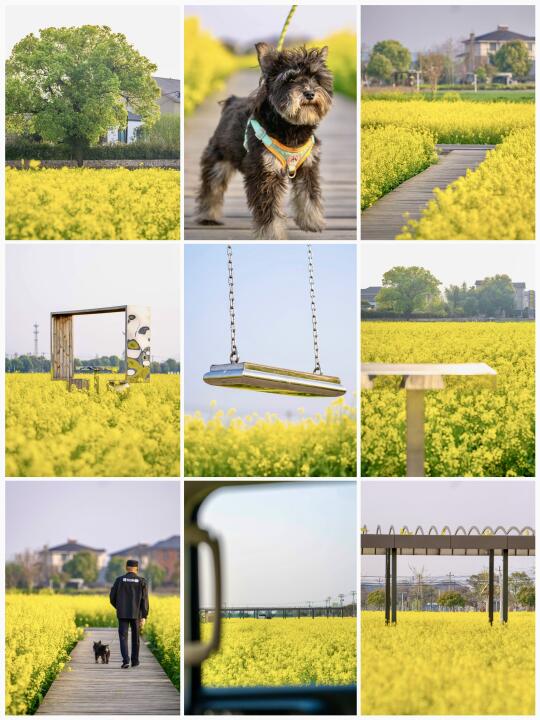 余杭“小大理”｜偶遇一片无人油菜花海🌼