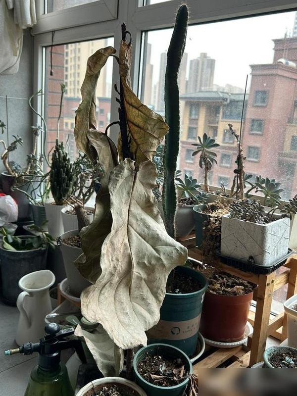 谁懂啊！家里堆着破碗、枯花的时候，连呼吸都觉得闷得慌！最近好多人聊“家中不放5物