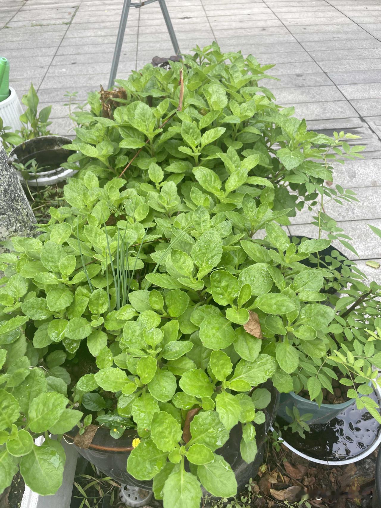 这是菜还是花，问了好几个人都说不认识。