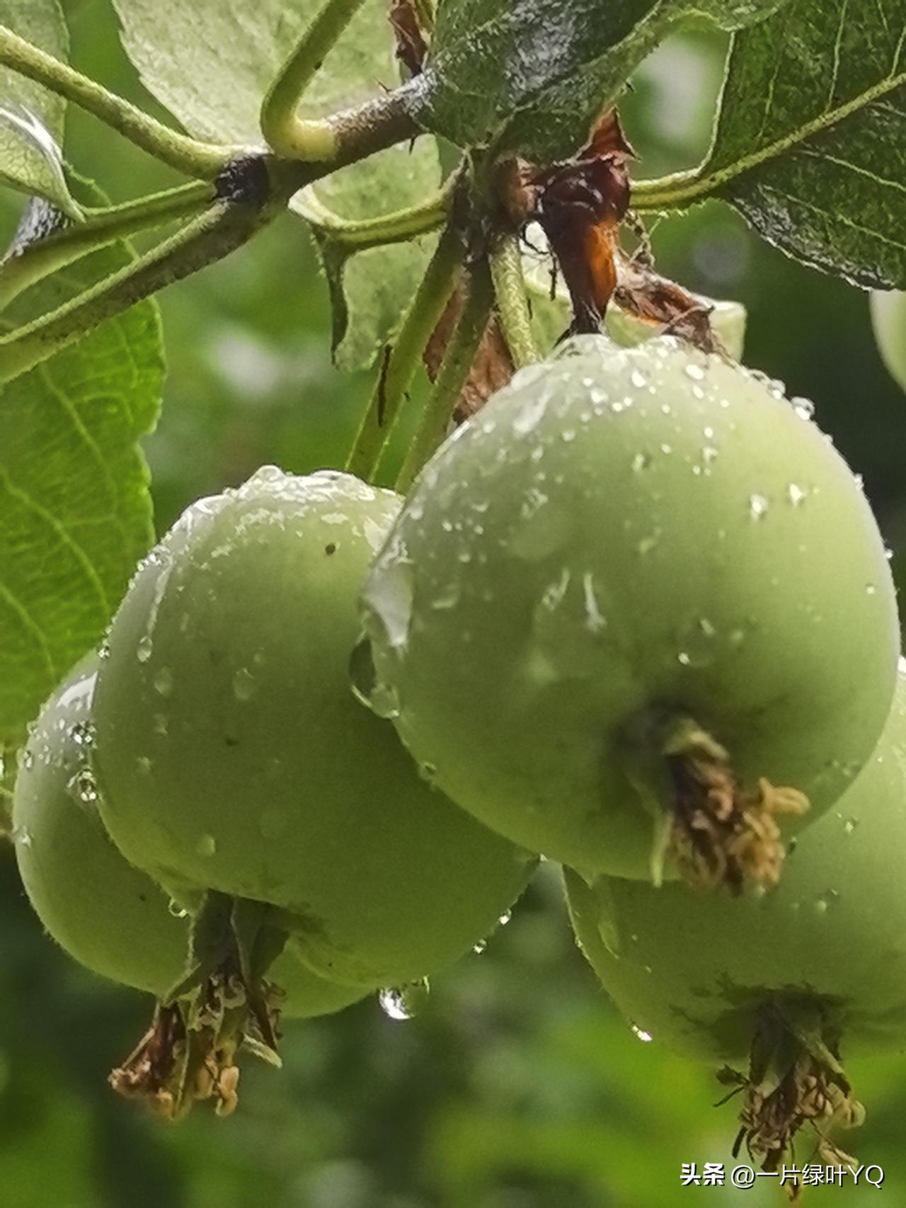 夏日生活打卡季细雨裹住一树青果，水珠嵌在青嫩果皮上。青涩未熟，带着雨后湿润的凉意