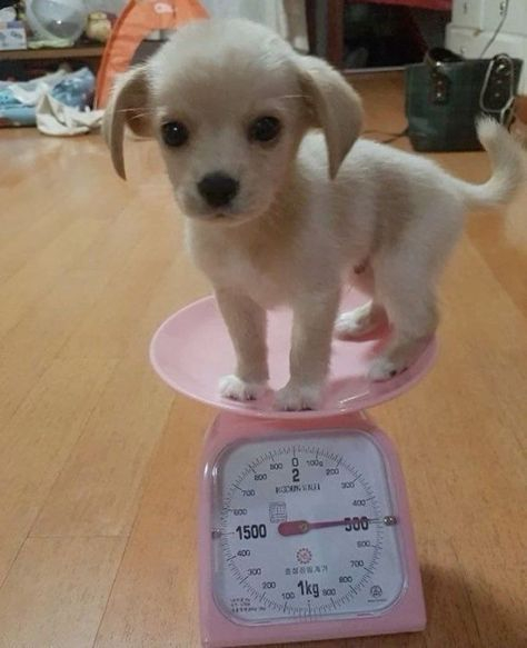 小家伙小名也叫伍佰૮ •͈ᴗ•͈ ა #笑料江湖争霸赛# ​​​