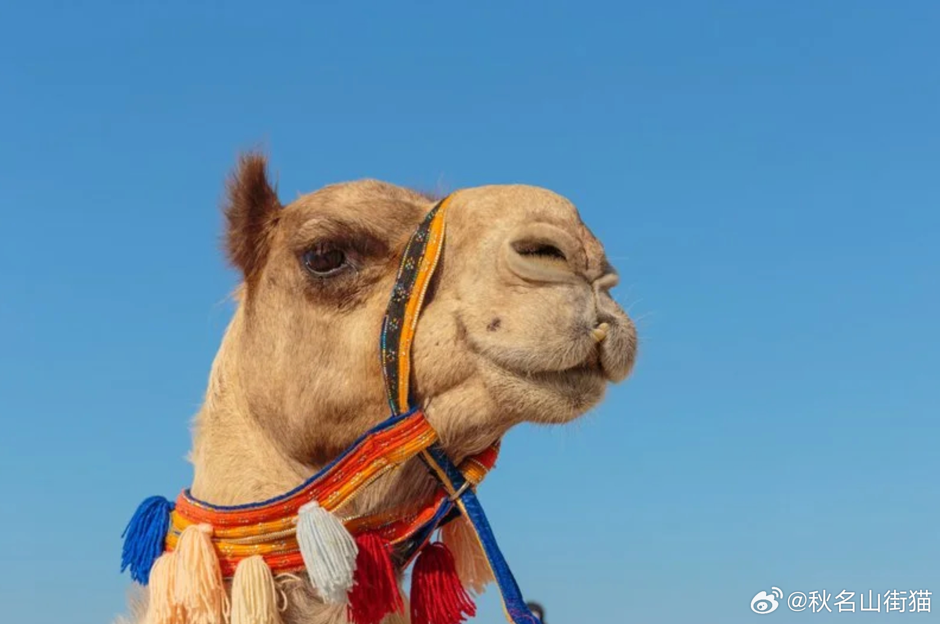 骆驼也要打肉毒？阿曼骆驼选美曝整形丑闻 20头骆驼被取消参赛资格海外新鲜事 骆驼