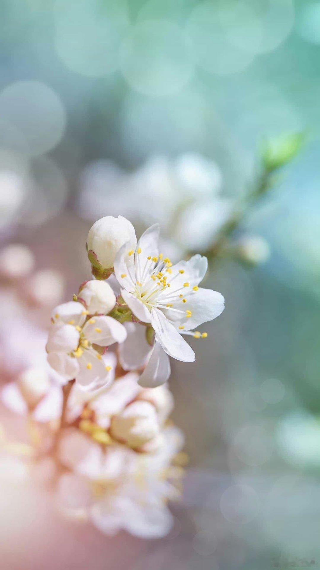 '  花有重开日，人无再少年！青春易逝，岁月无情，珍重珍重！早安 