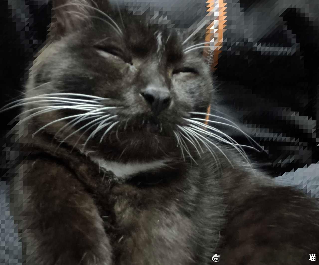 49537【丑猫】这才四个月的小猫猫咪呀，怎么能睡成这样 