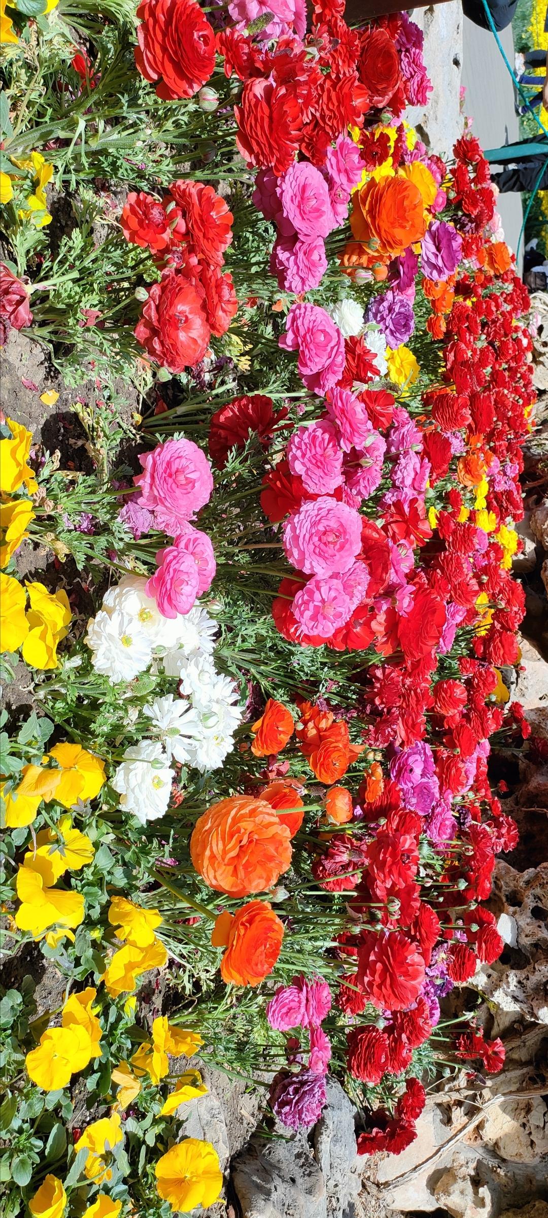 五彩缤纷的鲜花，绽放出生命的光彩！🌸🌼🌺