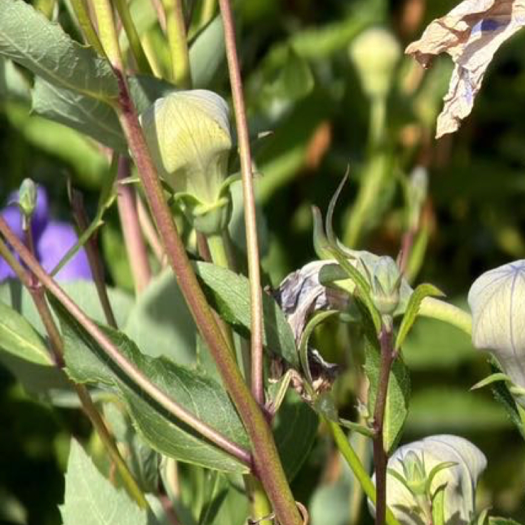 桔梗花的种植方法：一、土壤选择：桔梗花适宜生长在肥沃、疏松的土壤中。可以用腐叶土