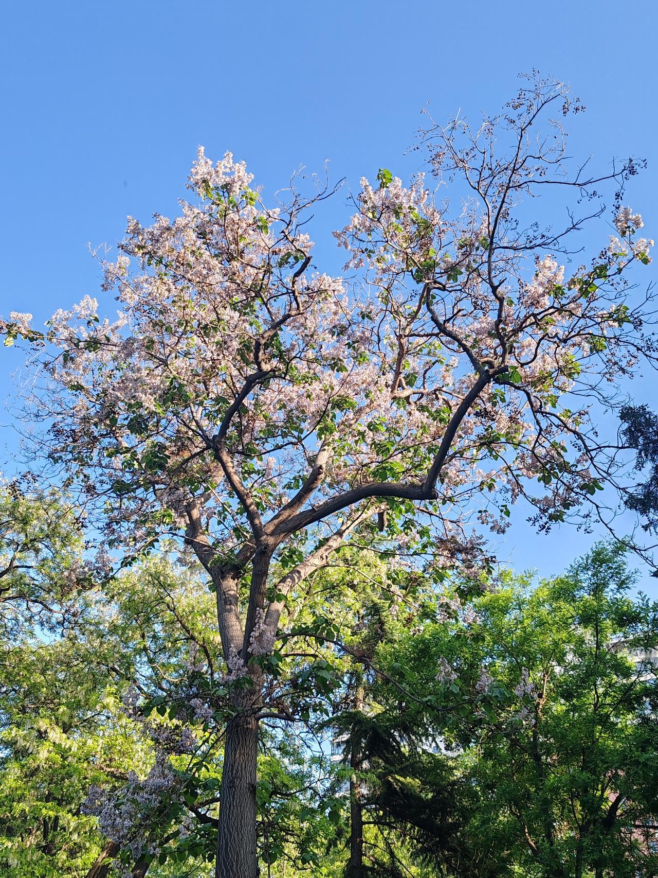 话说的有理，梧桐花照的更好。