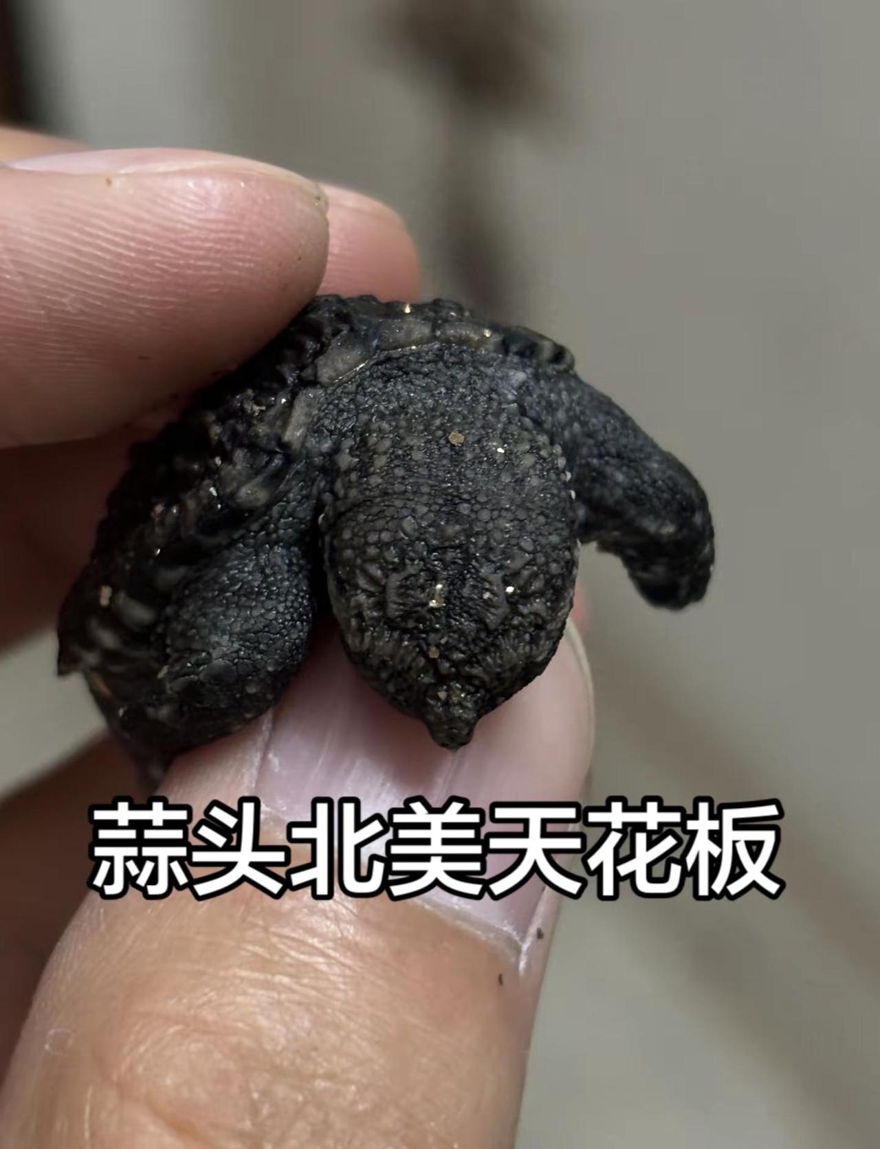 前几天破壳的两只蒜头巨头北美苗 可惜有一只陨落飞升龟星了 现在剩下老二还在收卵黄