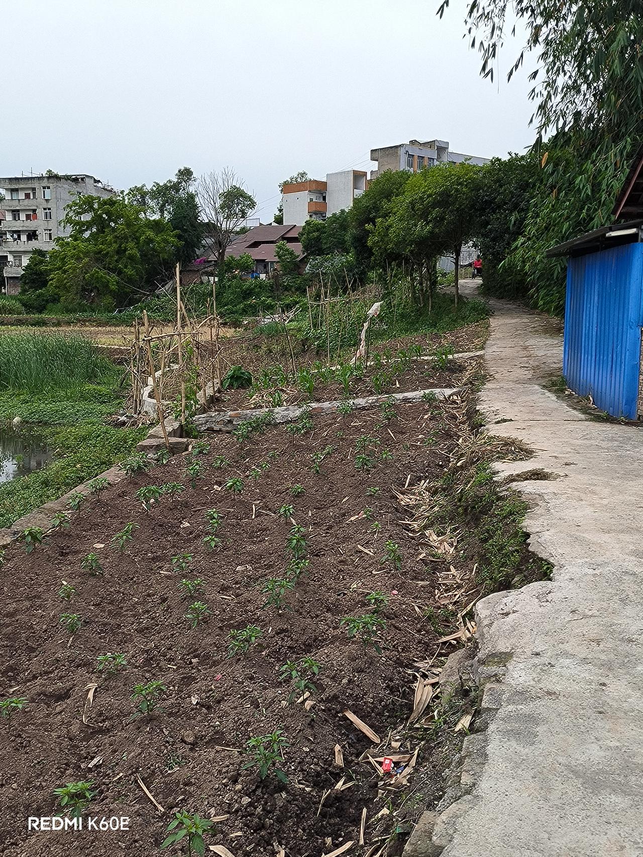 陪读者的一方乐园

这次五一假期回老家，特地去了板桥坝场的板桥酒厂后面的那条以前