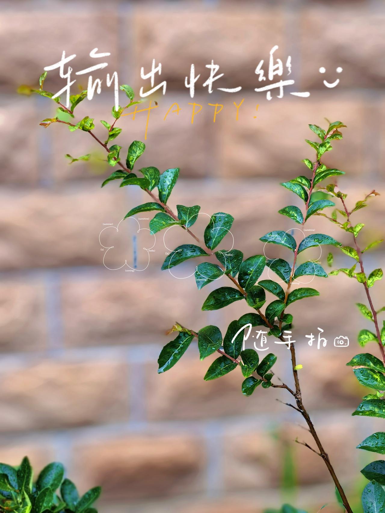 如果治愈
有颜色，
一定是夏天这
满目的绿。