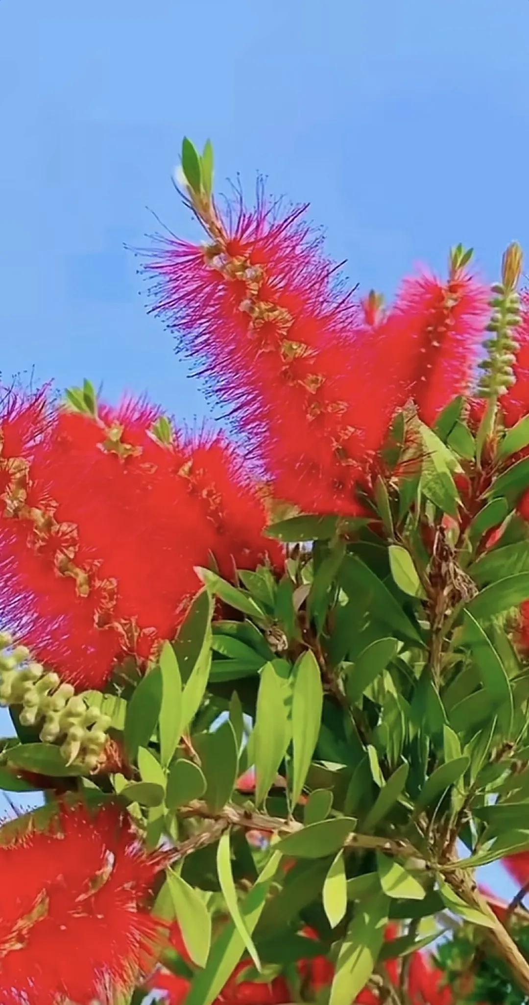 花开花落花无悔，缘来缘去缘如水#风景# #。百花盛开# #赏花思亲人！# #花枝