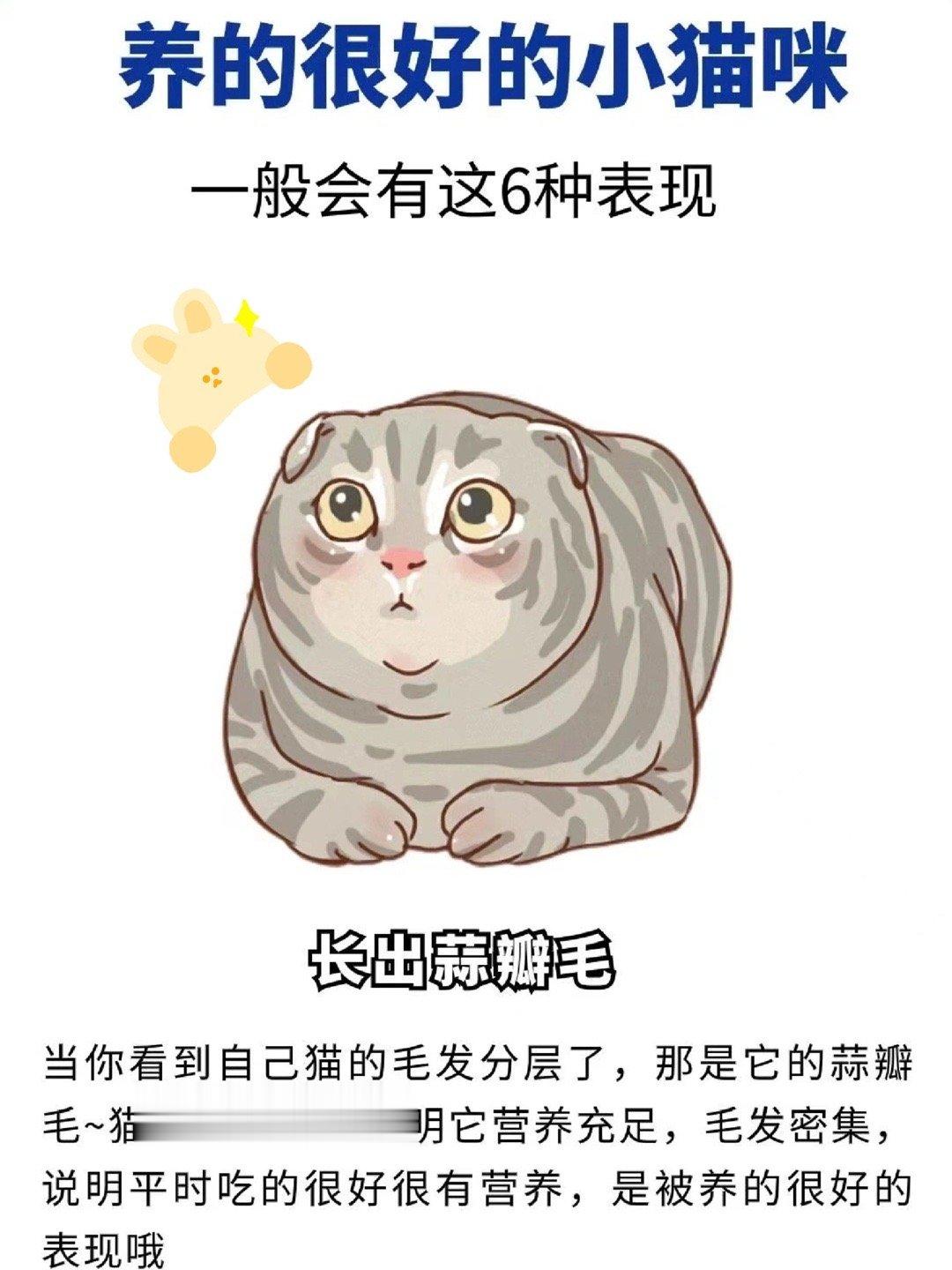 #猫咪真的被你养幸福了吗#有这些特征证明猫猫被你养的很幸福[哇] ​​​