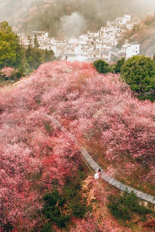 💗5点起床的动力，是这片粉色花海给的