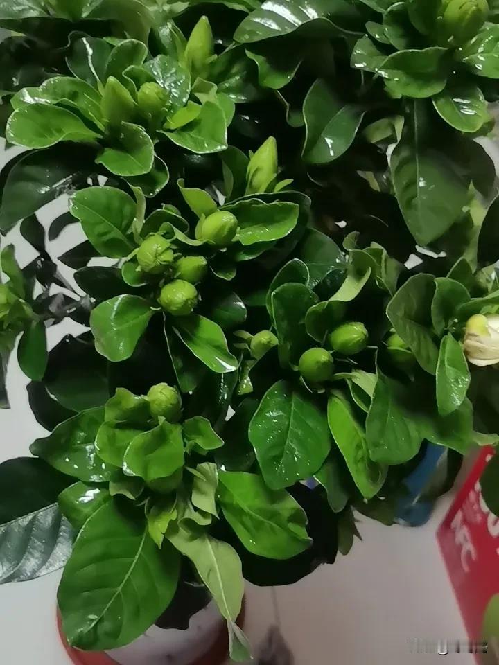 我可爱的花又复活啦！前几天大幅降温，许是我开着窗户通风，把小花们给冻着了。风吹过