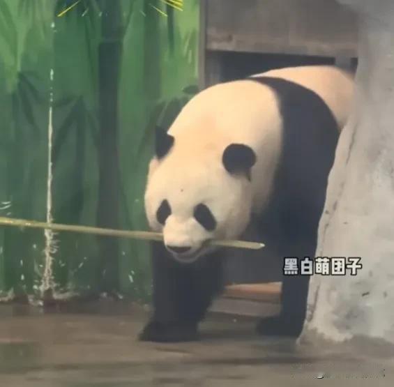 萌兰的智商就是高，它很会动脑筋想办法。这天，它从室内打包了一根竹子出来吃，突然，