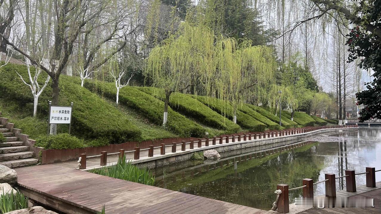 青岛植物园内的郁金香花己盛开了，从仰口路酒店聚餐出来，一个站点的距离。乘坐坐37