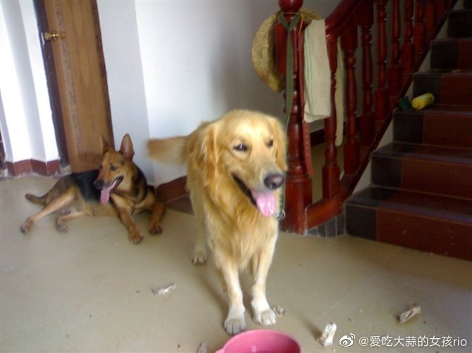 图一：在吃骨头的安安和旺财。  图二：辣椒的自拍。  图三：如女王般站立的阿yo