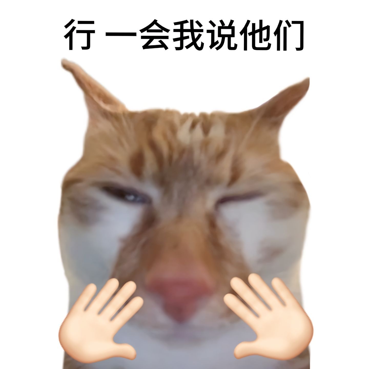 来点评论用的万能回复猫meme表情包 ​​​