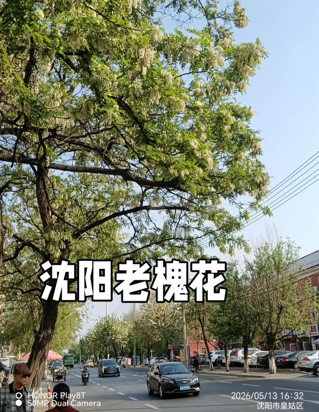 五月沈阳，槐花正当时。据最新花期预测，今年槐花较往年早开，5月12日至22日正值