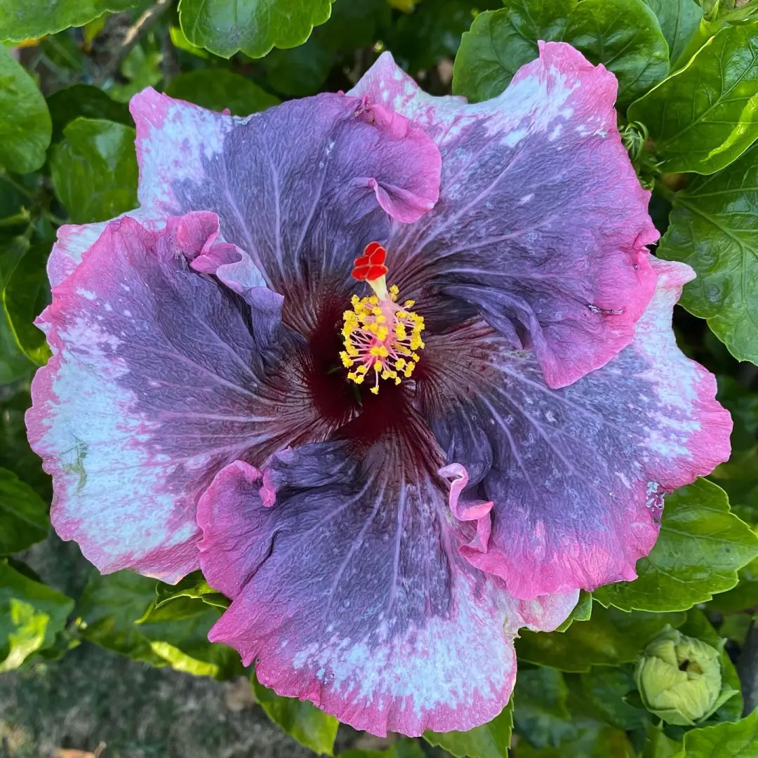 今天开的正好，大饱眼福 扶桑花