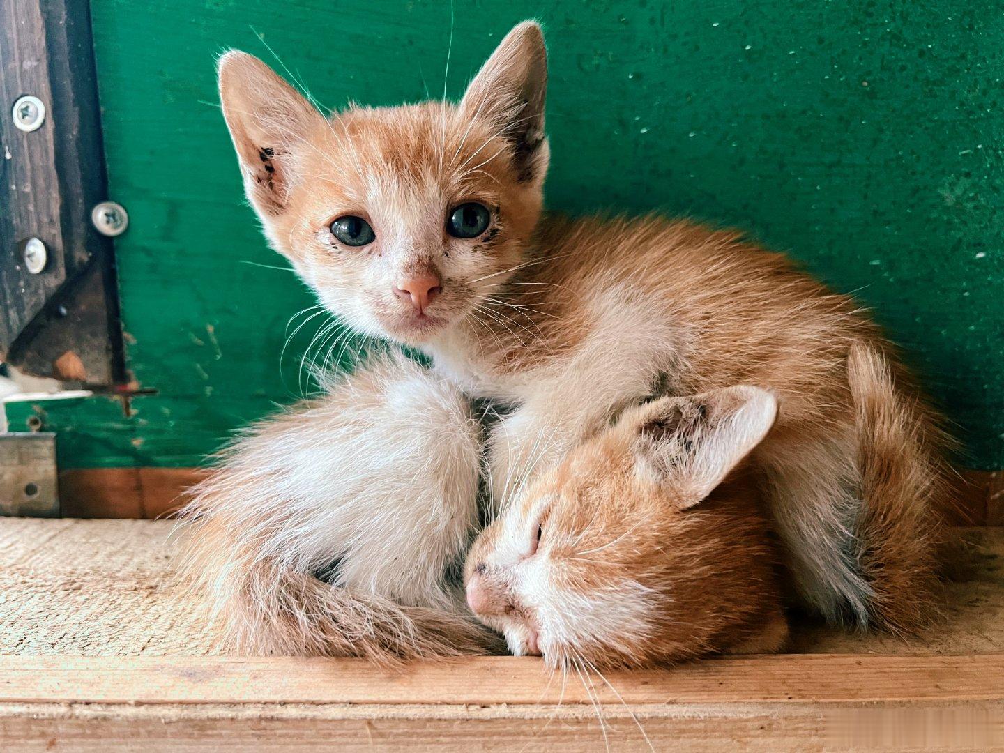几只小猫里这两只是最相依偎的吃睡都要在一起几乎没奶吃俩小只随时都吃不饱的样子Ta