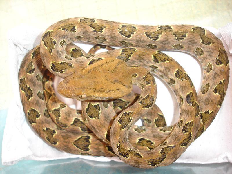 龟壳花蛇（动物们196）

龟壳花蛇即原矛头蝮,属蝰科原矛头蝮属，是中型管牙类剧