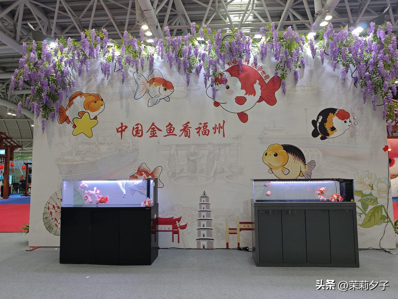 2026福州渔博会｜9号馆邂逅福州“福鱼”
都说世界金鱼看中国，中国金鱼看福州?
